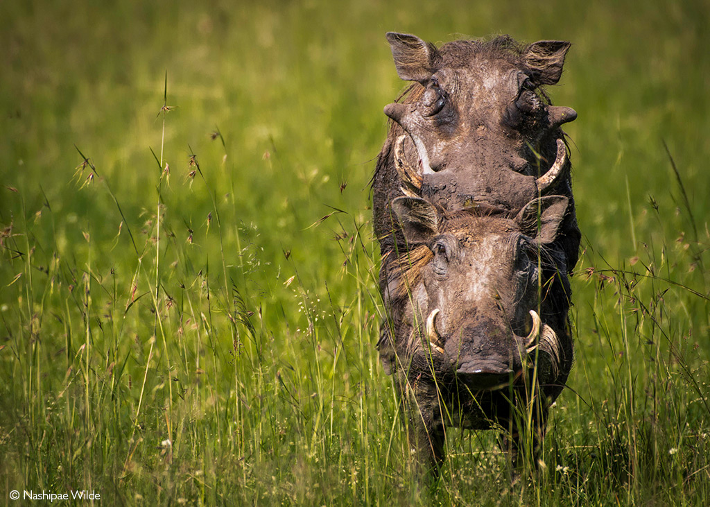 warthog