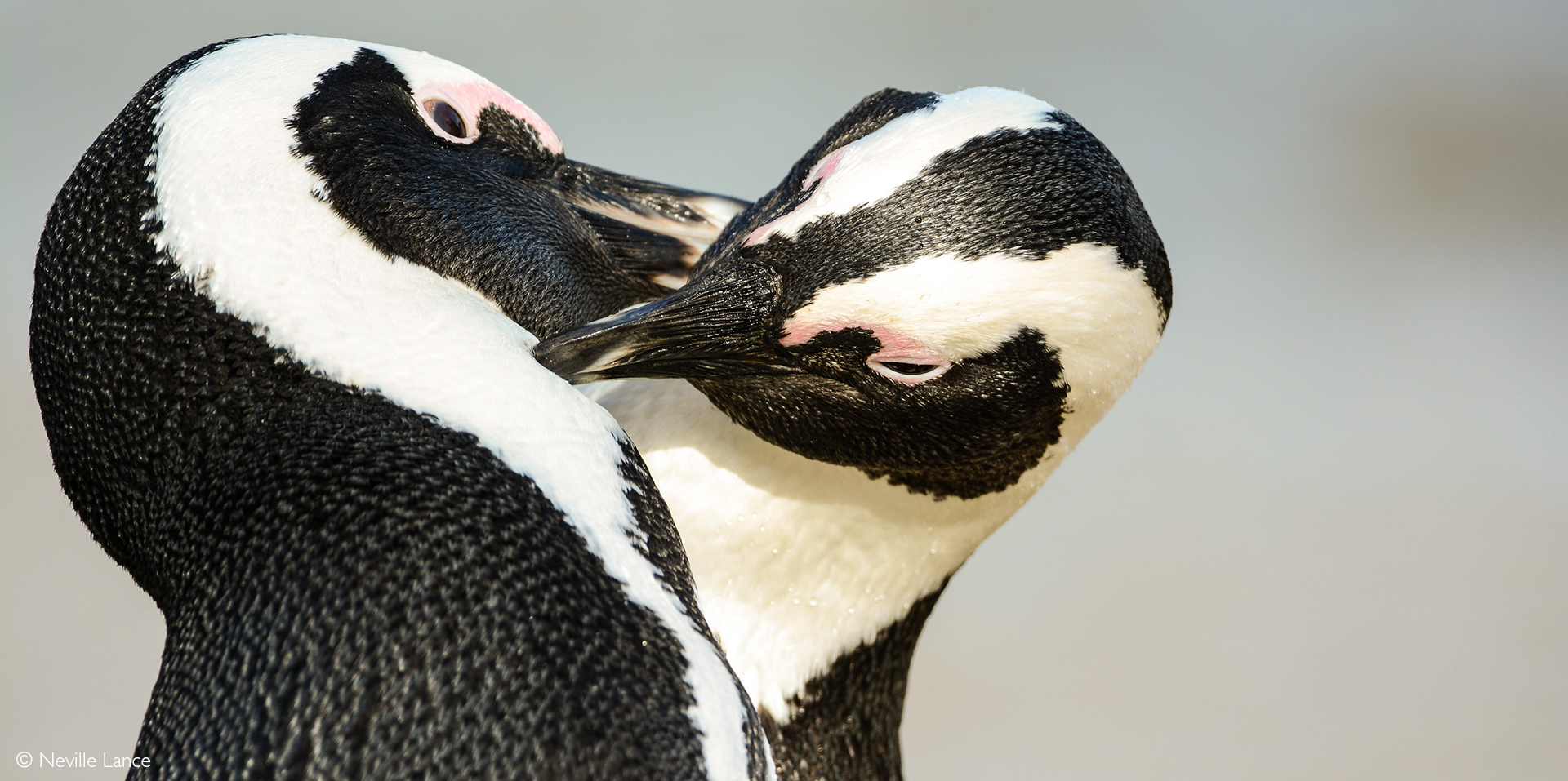 African penguin - Africa Geographic