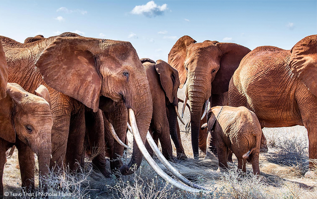 Baby Elephant's Death a Grim Reminder of Lack of Wilderness