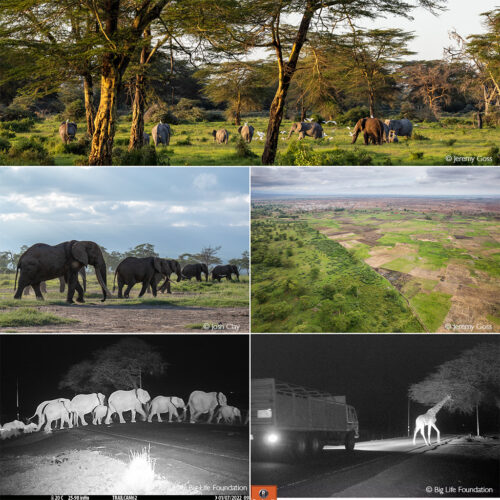 Maasai, maize and mammoths - human-elephant conflict in the Amboseli ...