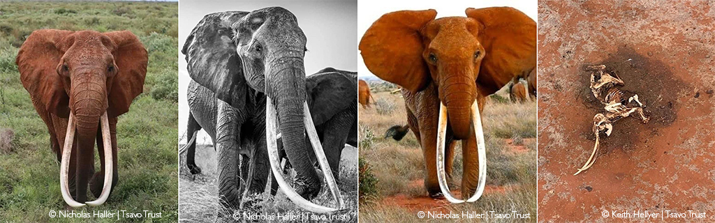 Tsavo tusker Dida dies of natural causes - Africa Geographic