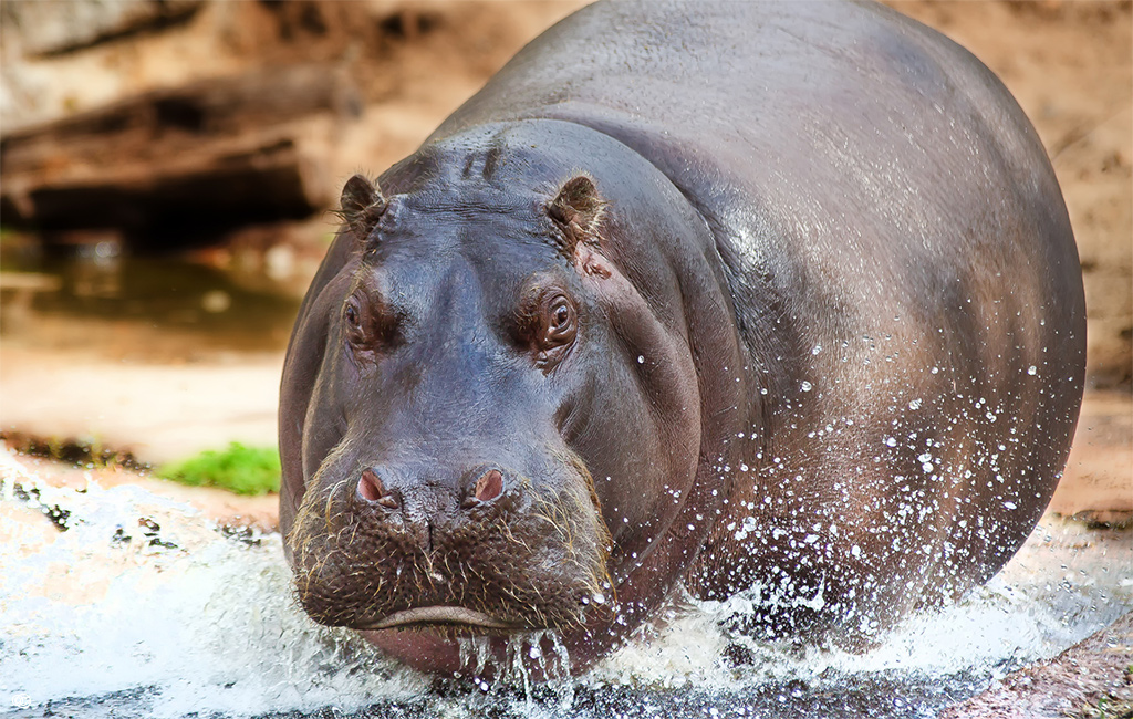 Happy Hippo - NWF