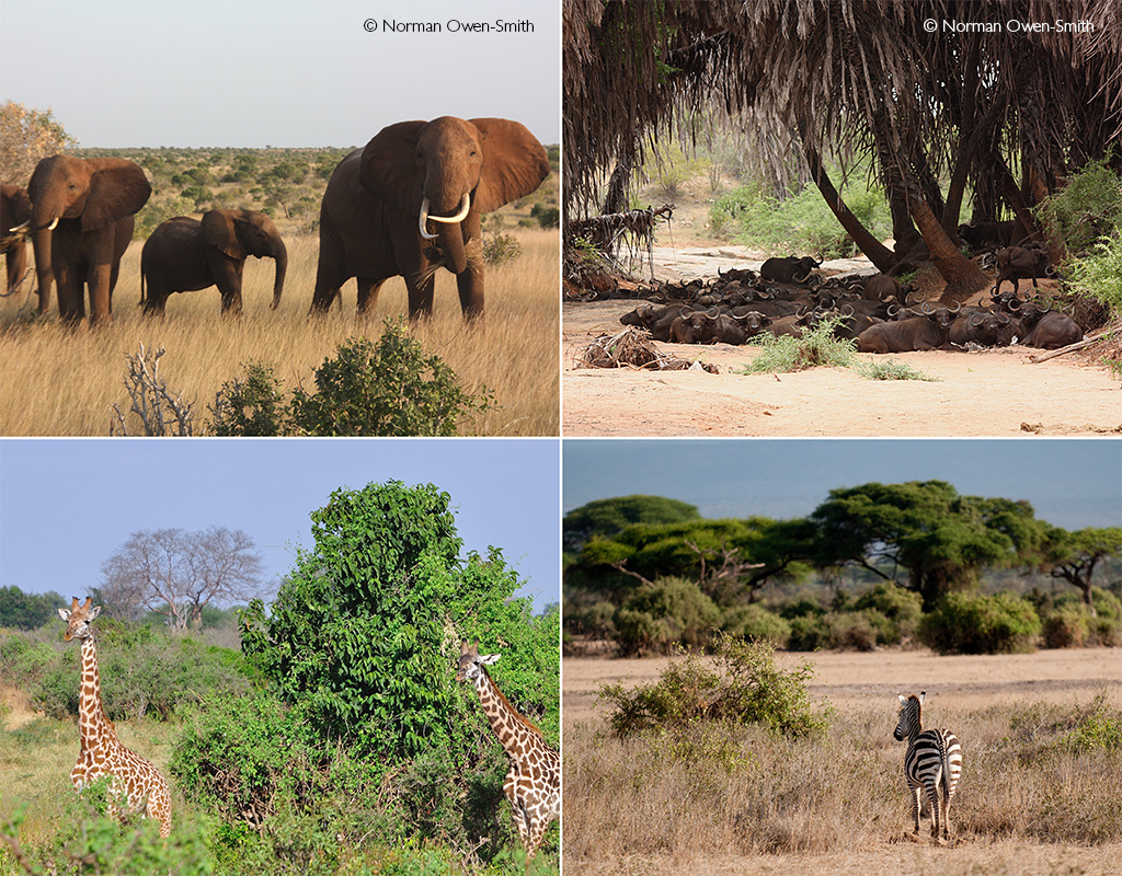 Tsavo National Park's Great Walk - Africa Geographic