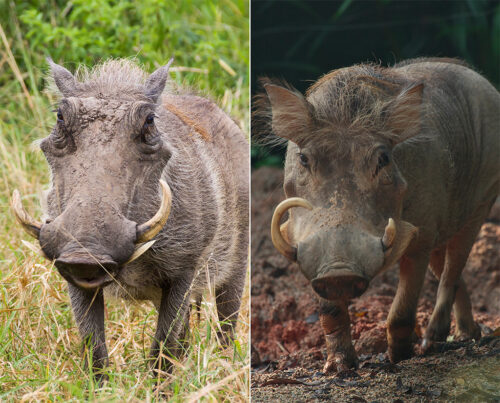 Warthog - Africa Geographic