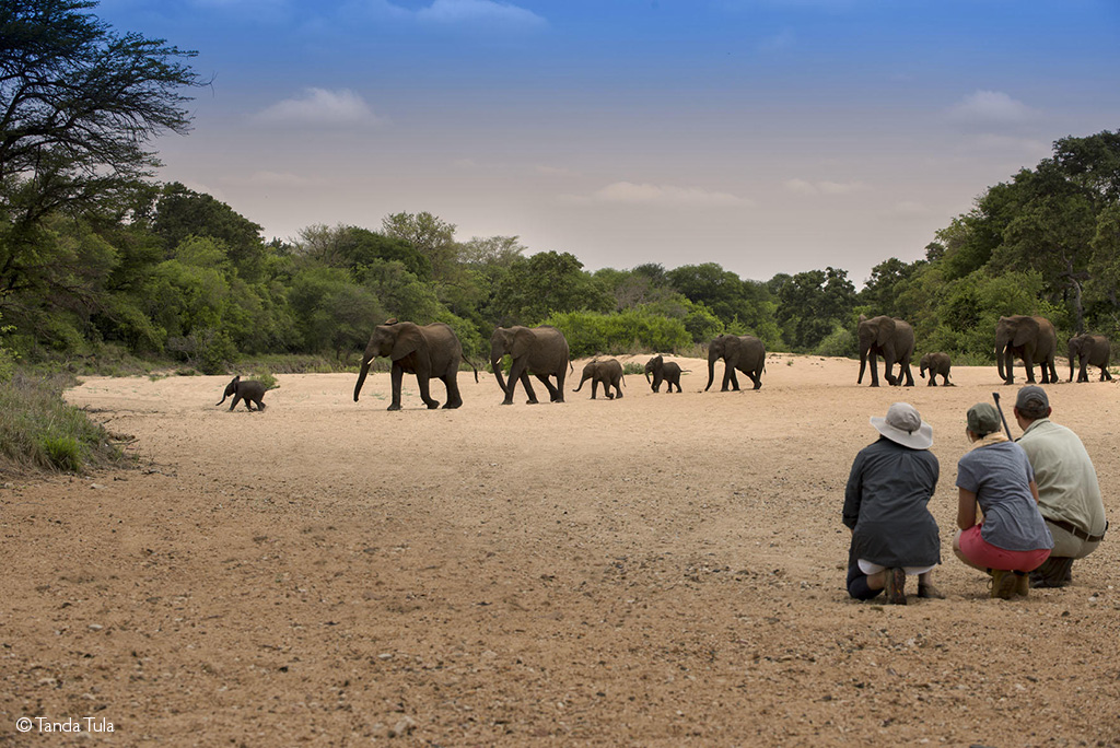 bush and beach safari African safari