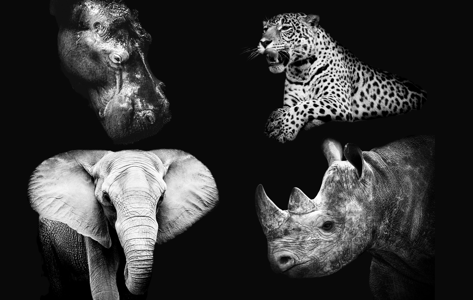 cites-cop19-a-win-for-wildlife-africa-geographic