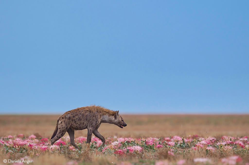 spotted hyena