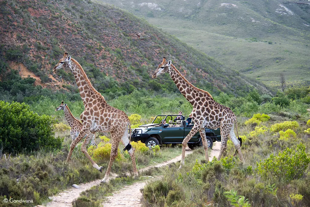 malaria-free safaris