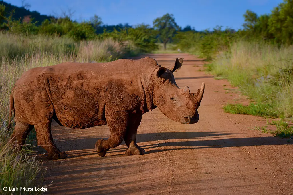 malaria-free safaris