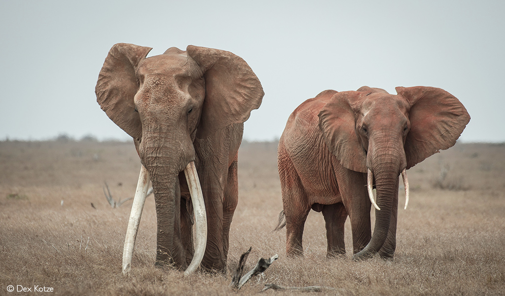The top 15 African wildlife experiences