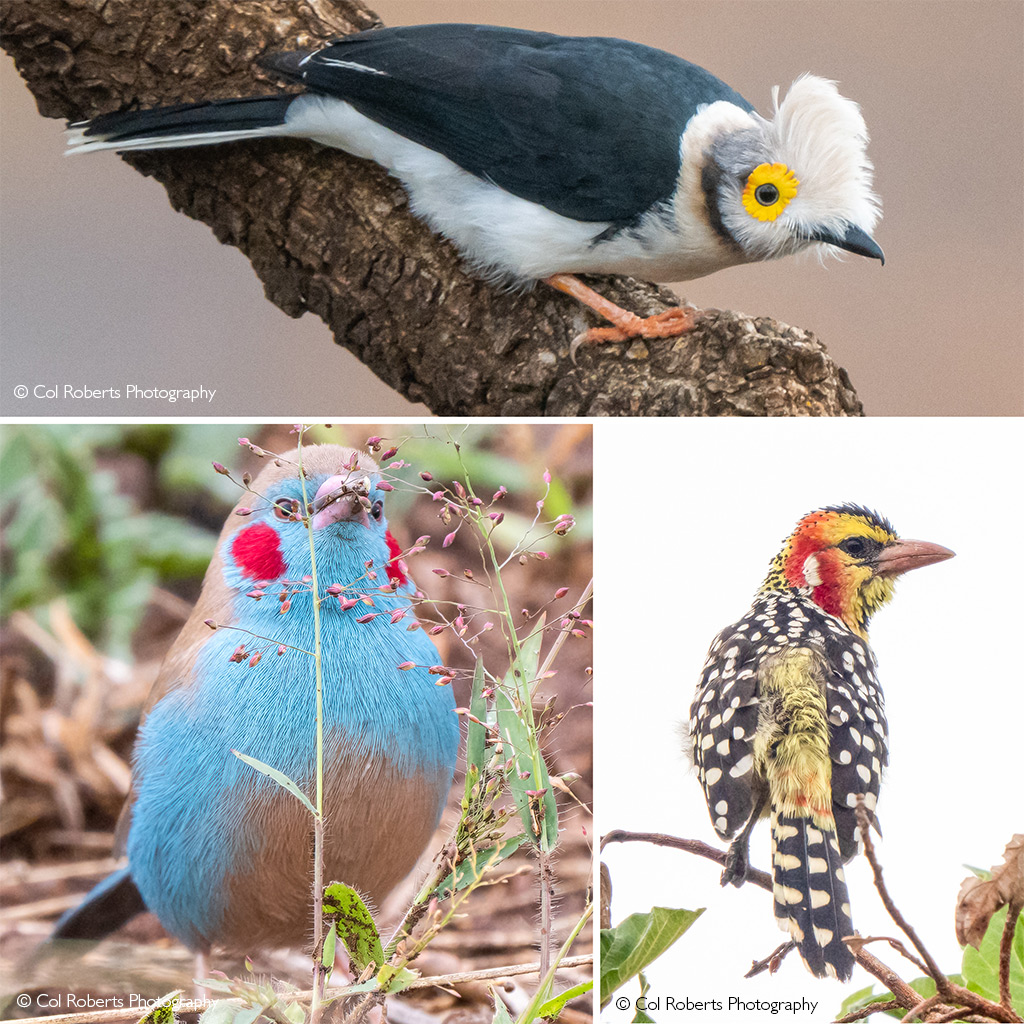 Uganda birding