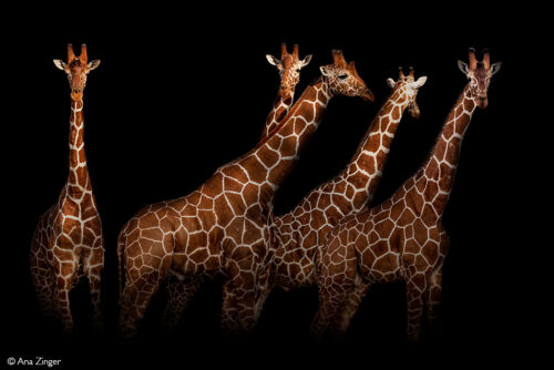 Rectangular Giraffe Giraffe - Africa Geographic
