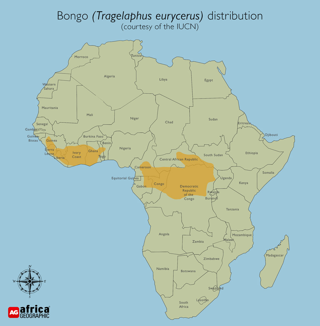 Bongo - geografia AfrykiBongo - geografia Afryki  