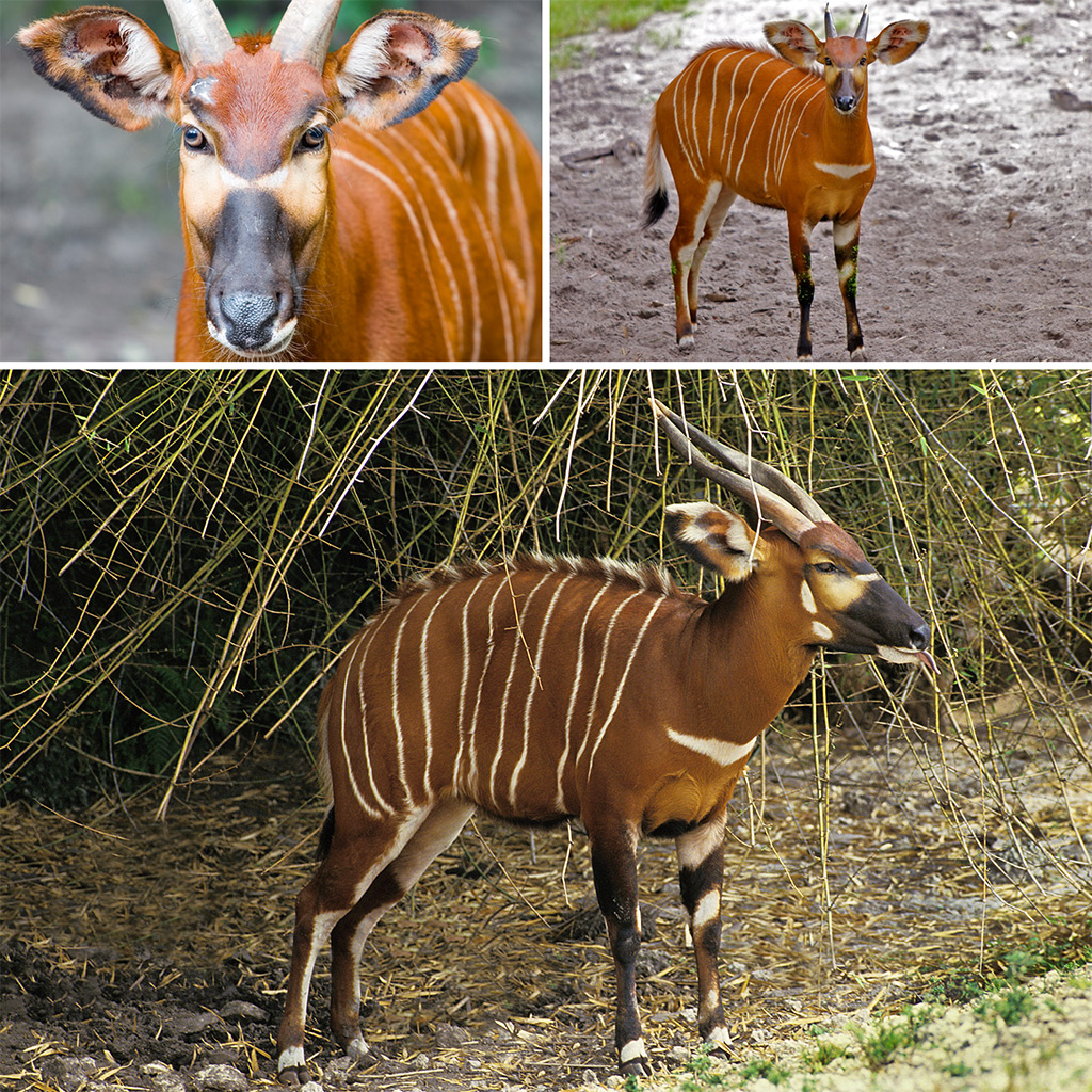 Bongo - Afrika zeměpisnáBongo - Afrika zeměpisná  