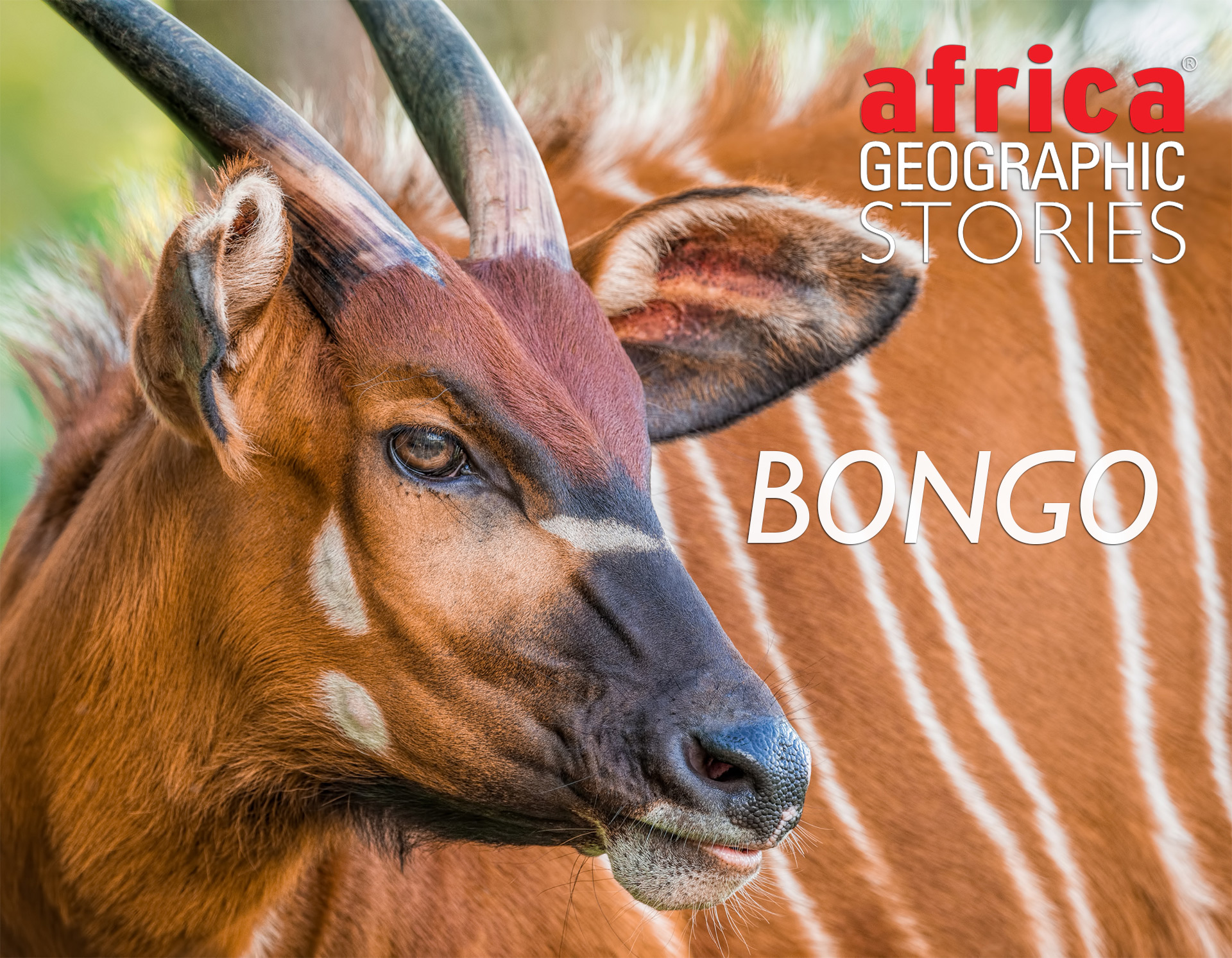 Bongo - geografia AfrykiBongo - geografia Afryki  