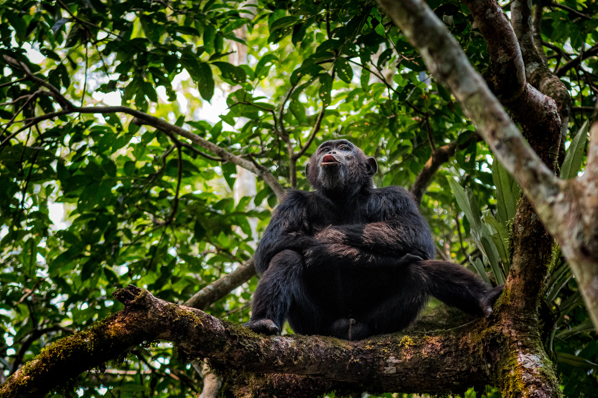 Kibale chimpanzee