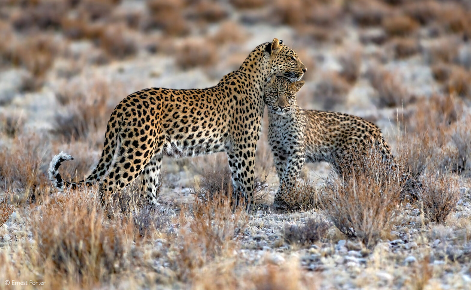 leopards in africa