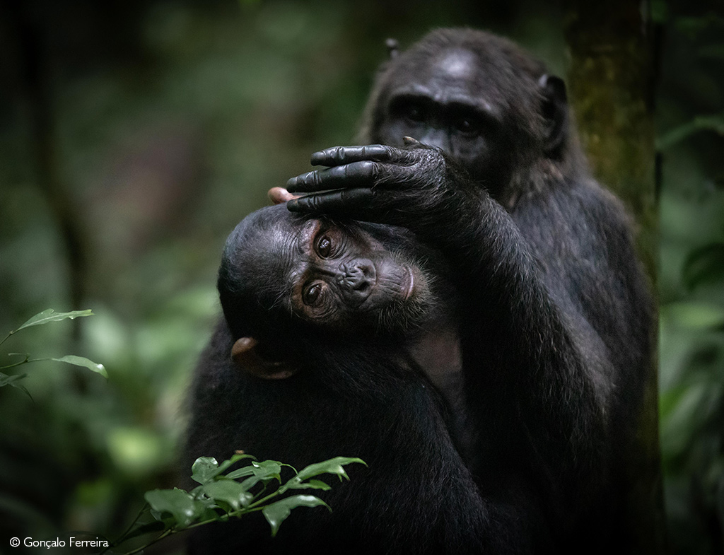 animal tourism in africa