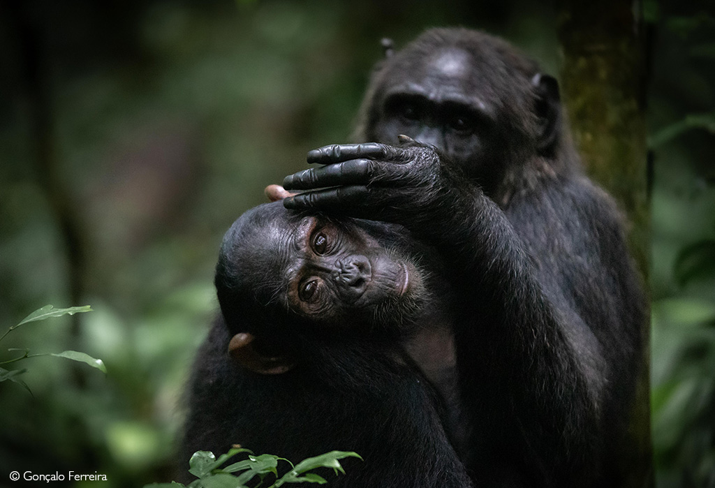 Kibale chimpanzee