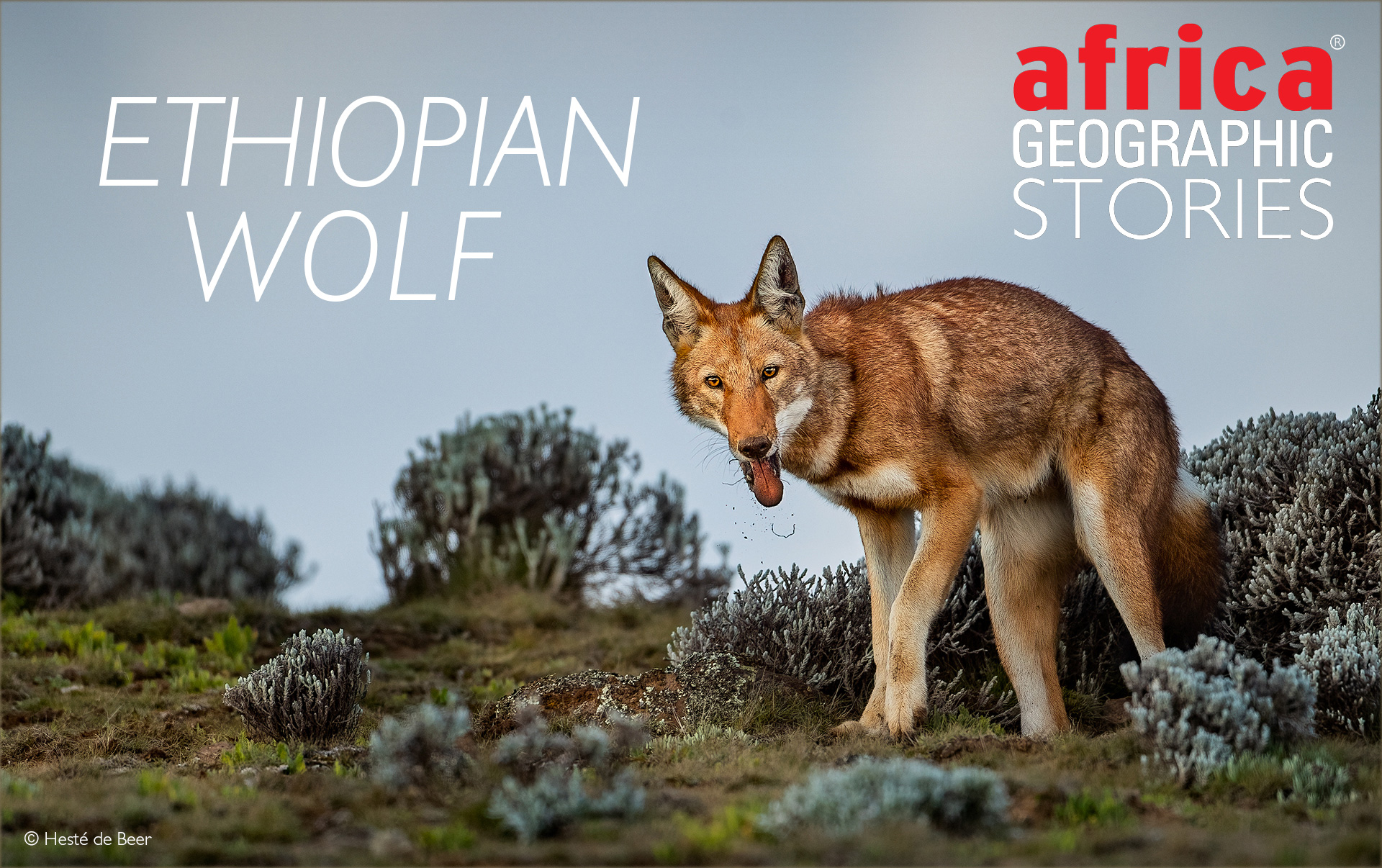 Ethiopian wolf - Africa Geographic