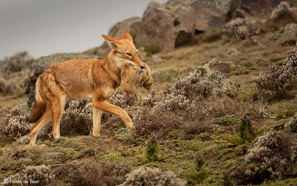 The top 15 African wildlife experiences - Ethiopian wolf