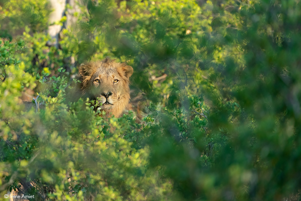 Mana Pools