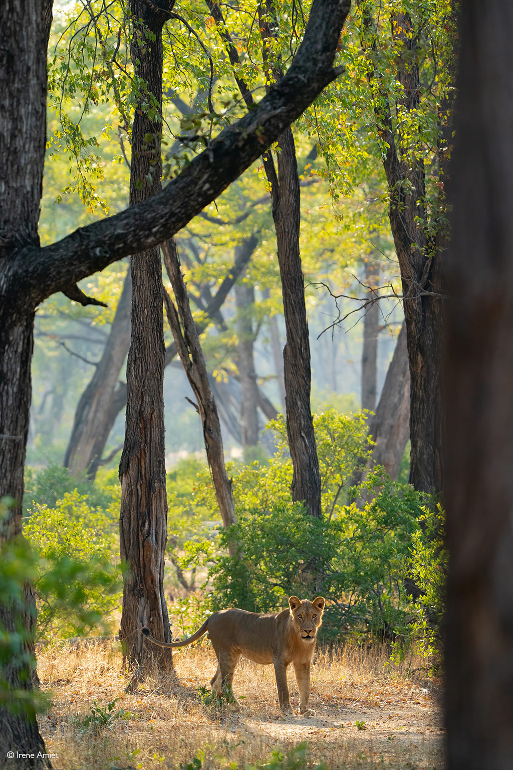 Mana Pools