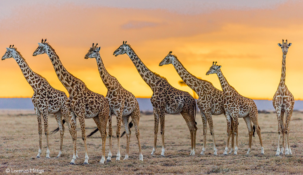 giraffe safari animal