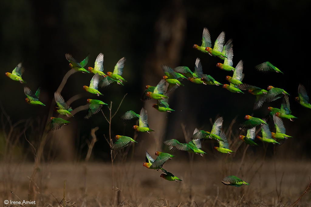 Mana Pools