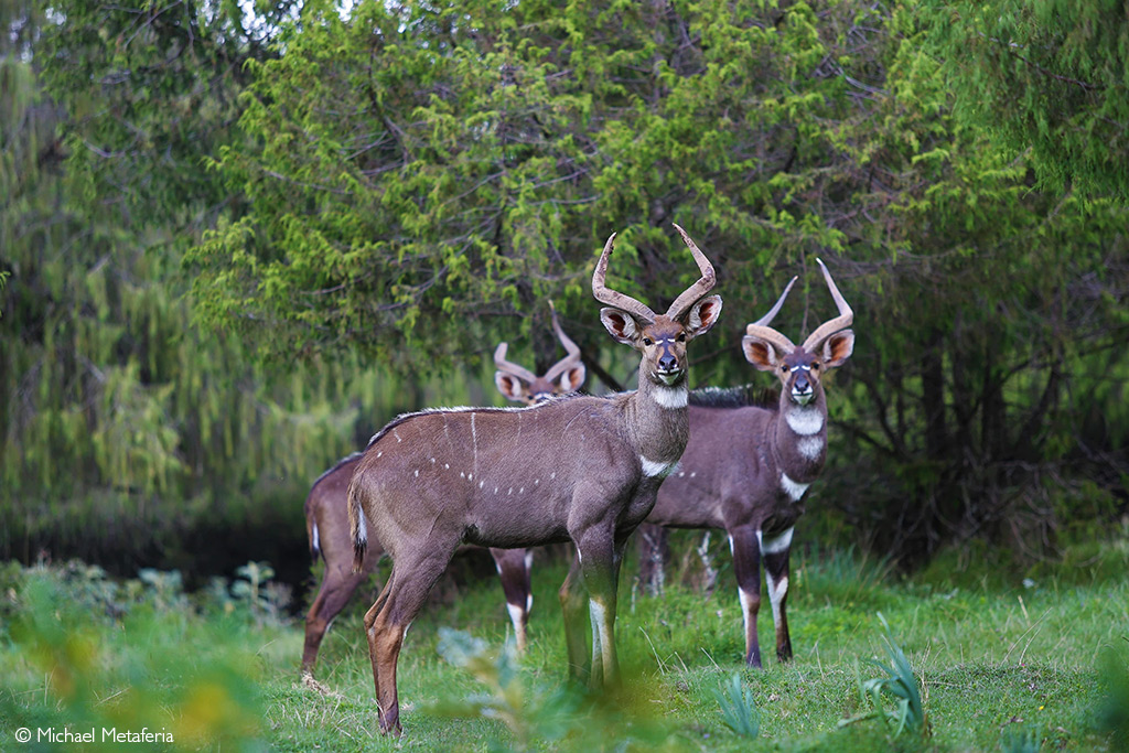 Nyala