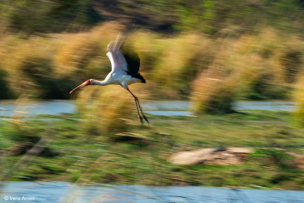 Mana Pools