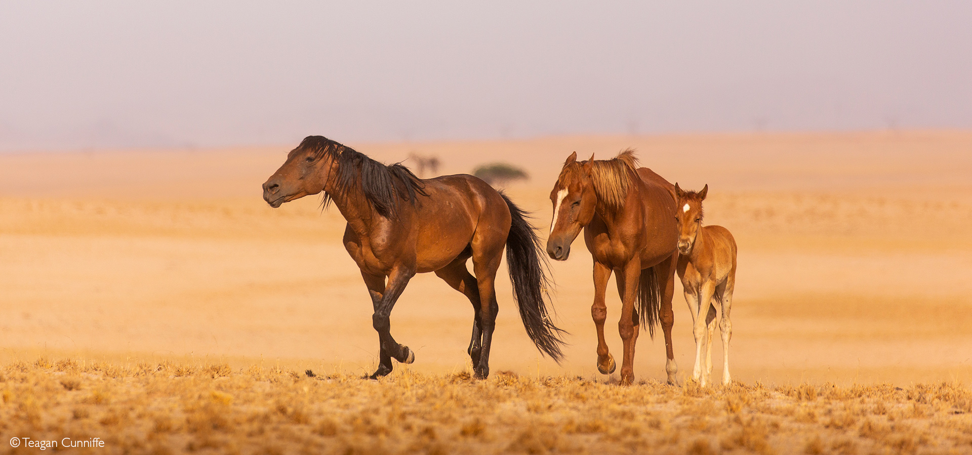 wild desert horses