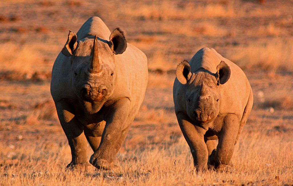 rhino poaching