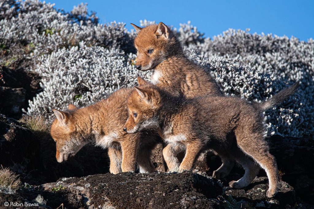 Ethiopian wolf