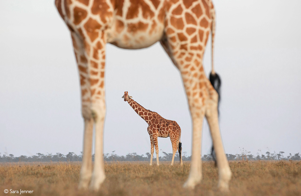 giraffe safari animal