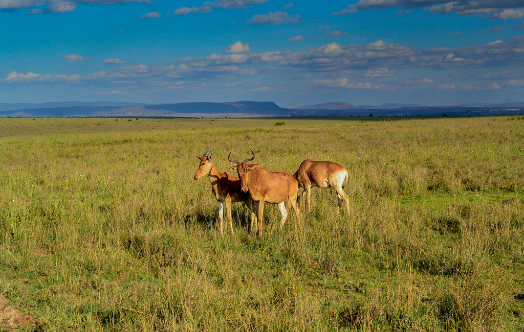 where is nairobi safari park