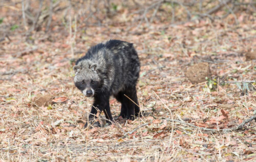 African civet - Africa Geographic