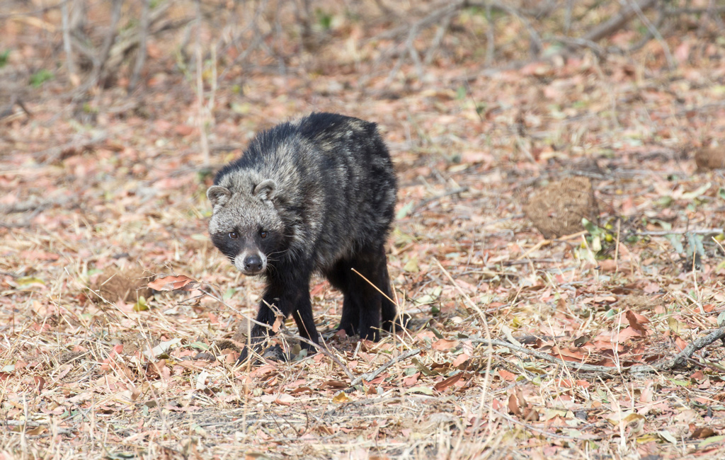 African civet