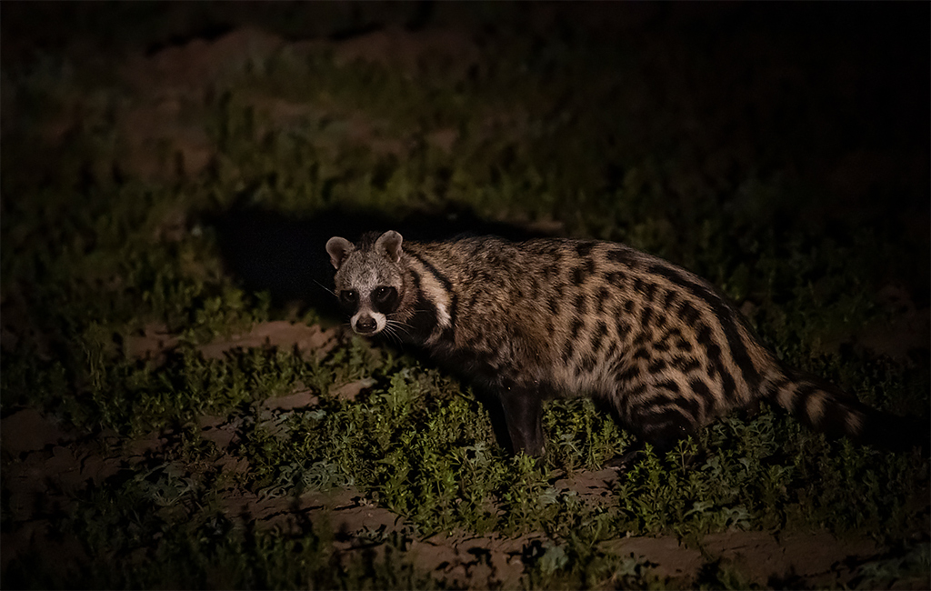 African civet - Africa Geographic