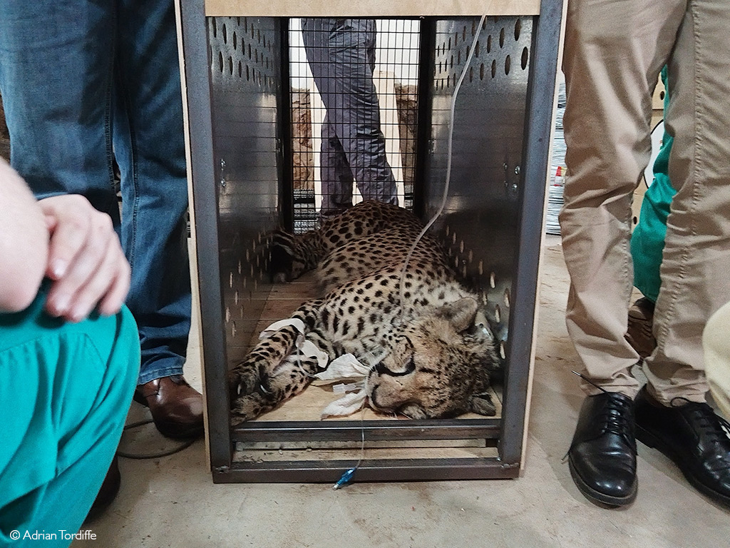 Cheetah translocation to India