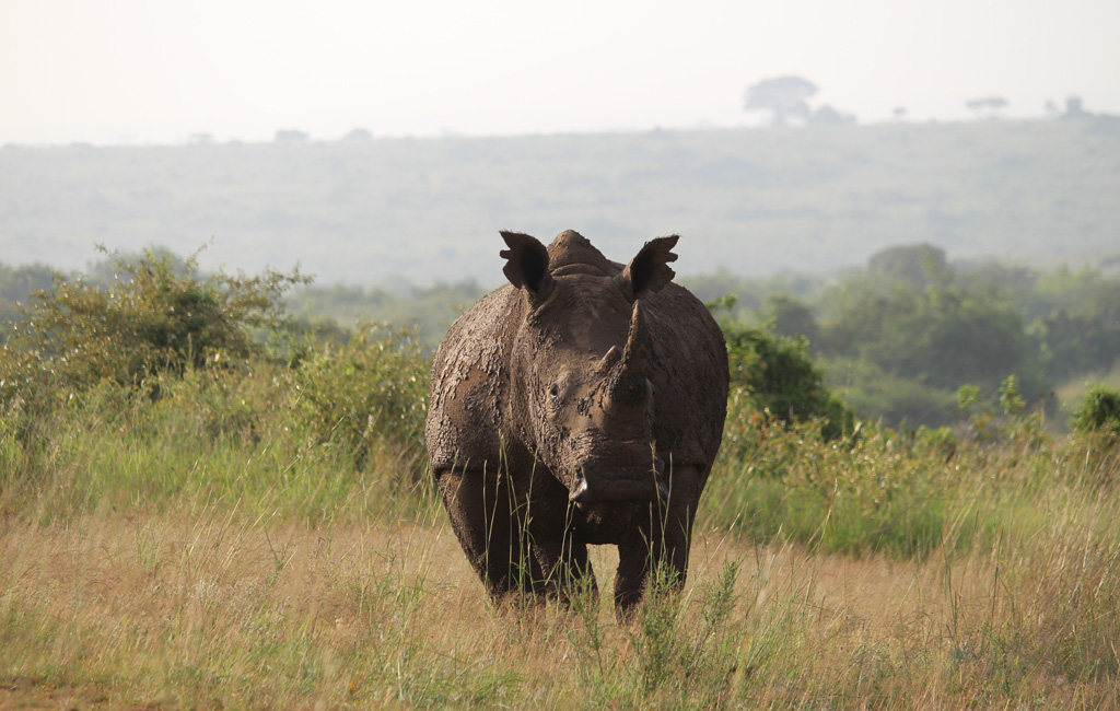 Nairobi National Park