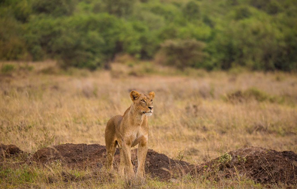 Nairobi National Park