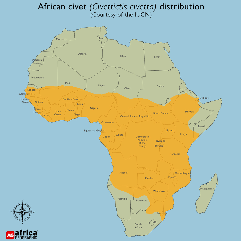 African civet
