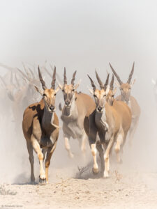 Eland - Africa Geographic
