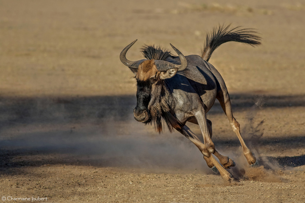 wildebeest