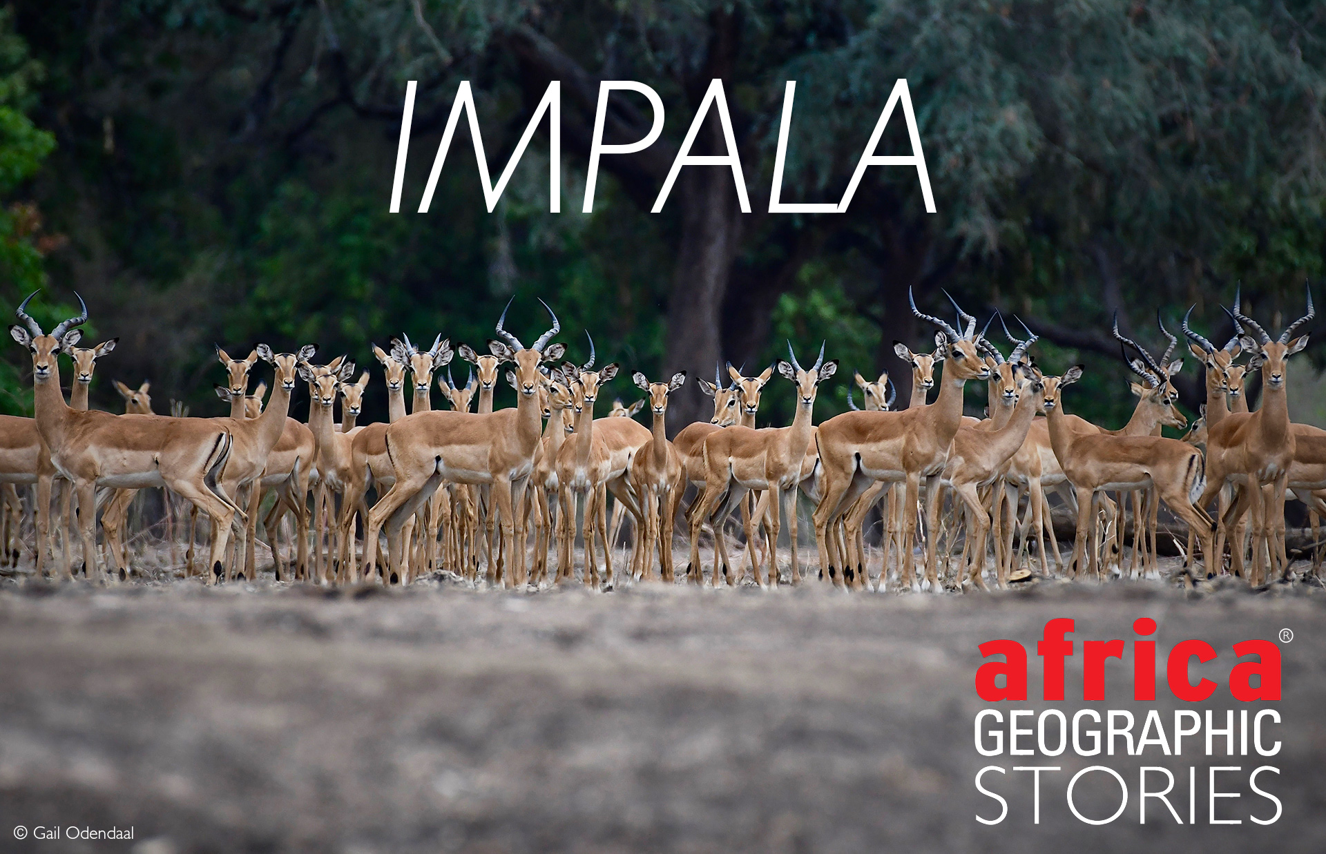 Impala African Antelope Impala African Antelope