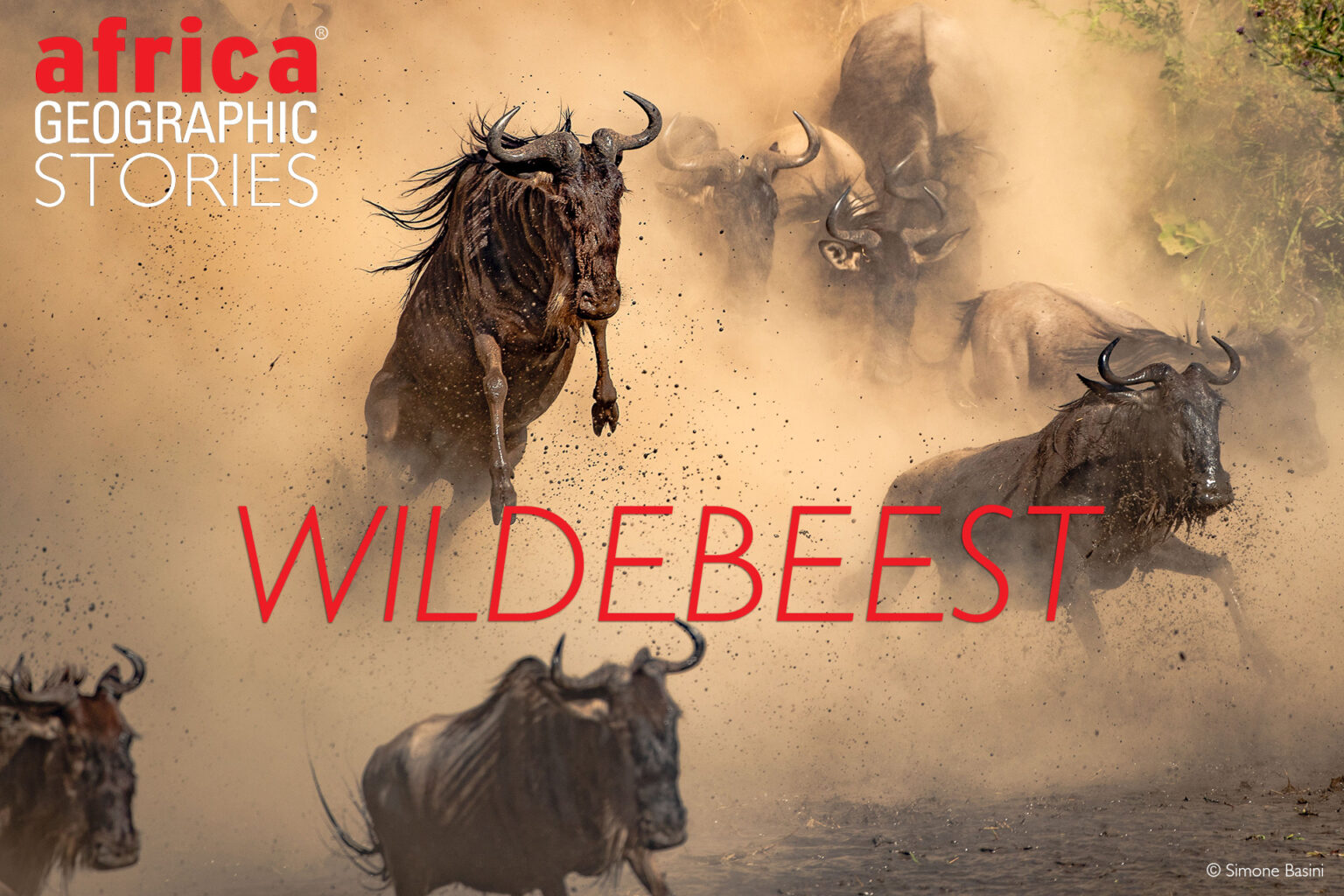 Wildebeest - Africa Geographic