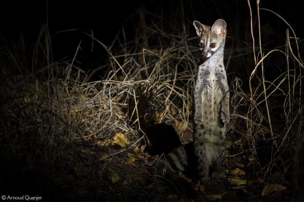 Aquatic Genet