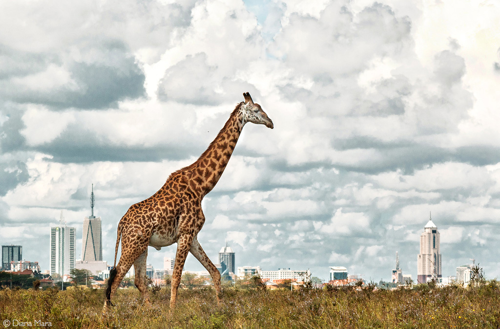 Nairobi National Park