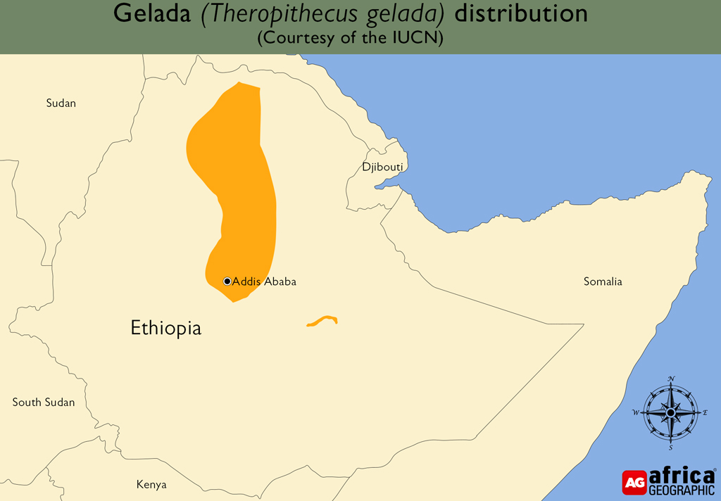 gelada distribution map